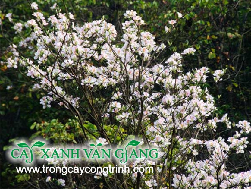 ban trang 2