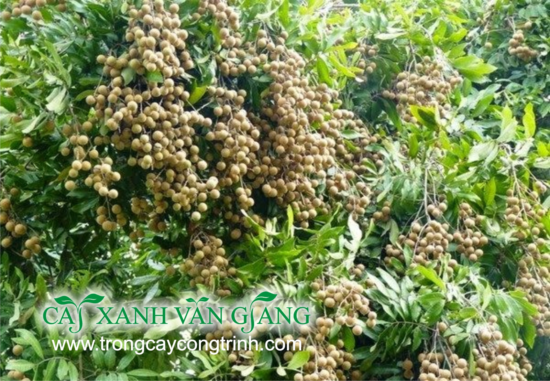 cay nhan 2