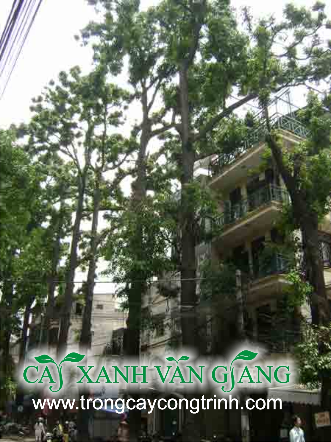 cay sao den 2
