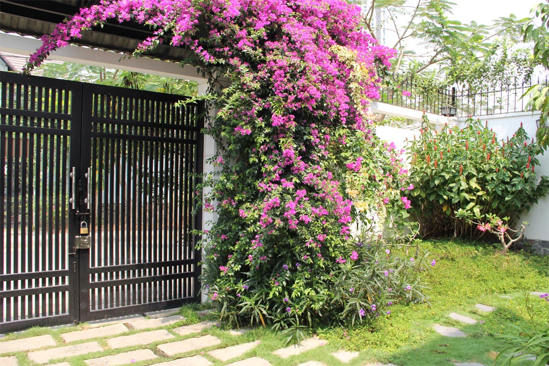 ky-thuat-trong-cay-hoa-giay-03