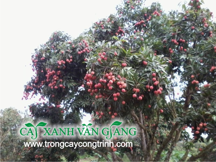 vai thieu 1