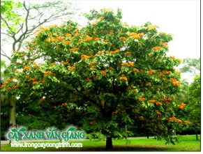 vang anh 3