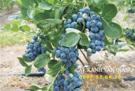 cay-viet-quat