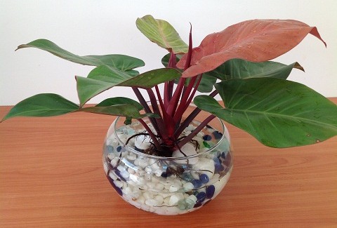 cây đại đế vương