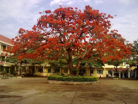 cây xanh tại các trường học
