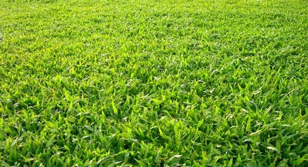 cỏ lá gừng