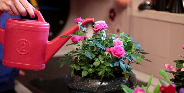tưới nước hợp lý