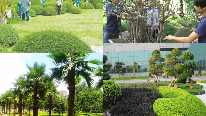 Dịch vụ trồng cây xanh trang trí sân vườn